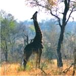 giraffe in kruger